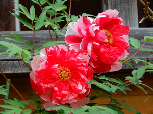 DSCN9318