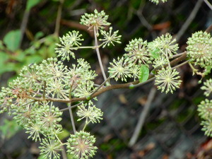 DSCN0670