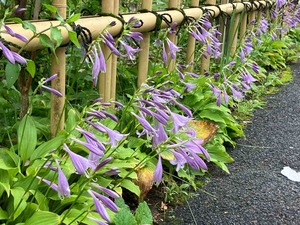 IMG_1224