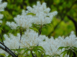 DSCN9974
