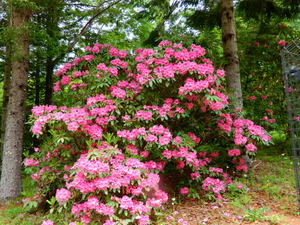DSCN1032