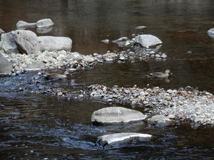 DSCN9618