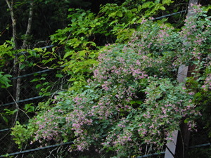 DSCN0729