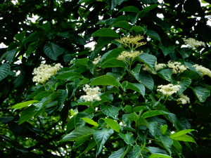 DSCN0334