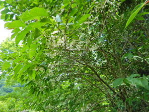 DSCN9778