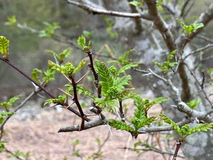 IMG_8819
