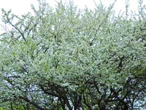 DSCN9521