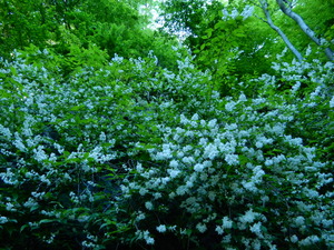 DSCN9929