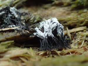 P7223890