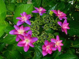 DSCN8777