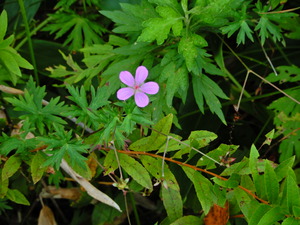 DSCN9578