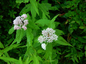 DSCN9435