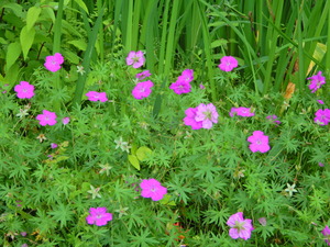 DSCN0084