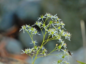 DSCN9804