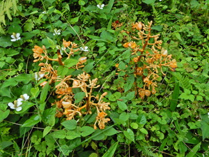 DSCN0349