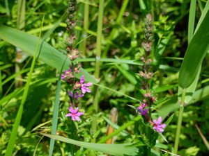 DSCN0594