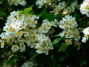 DSCN2395