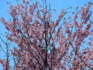DSCN9784