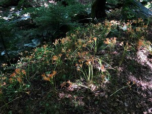 IMG_5277
