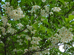 DSCN0354