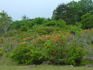 DSCN9593