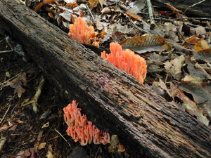 DSCN0909