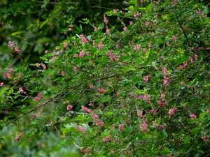 DSCN0540