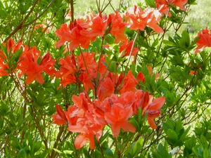 DSCN1470