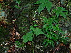 DSCN9351
