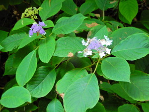 DSCN0135