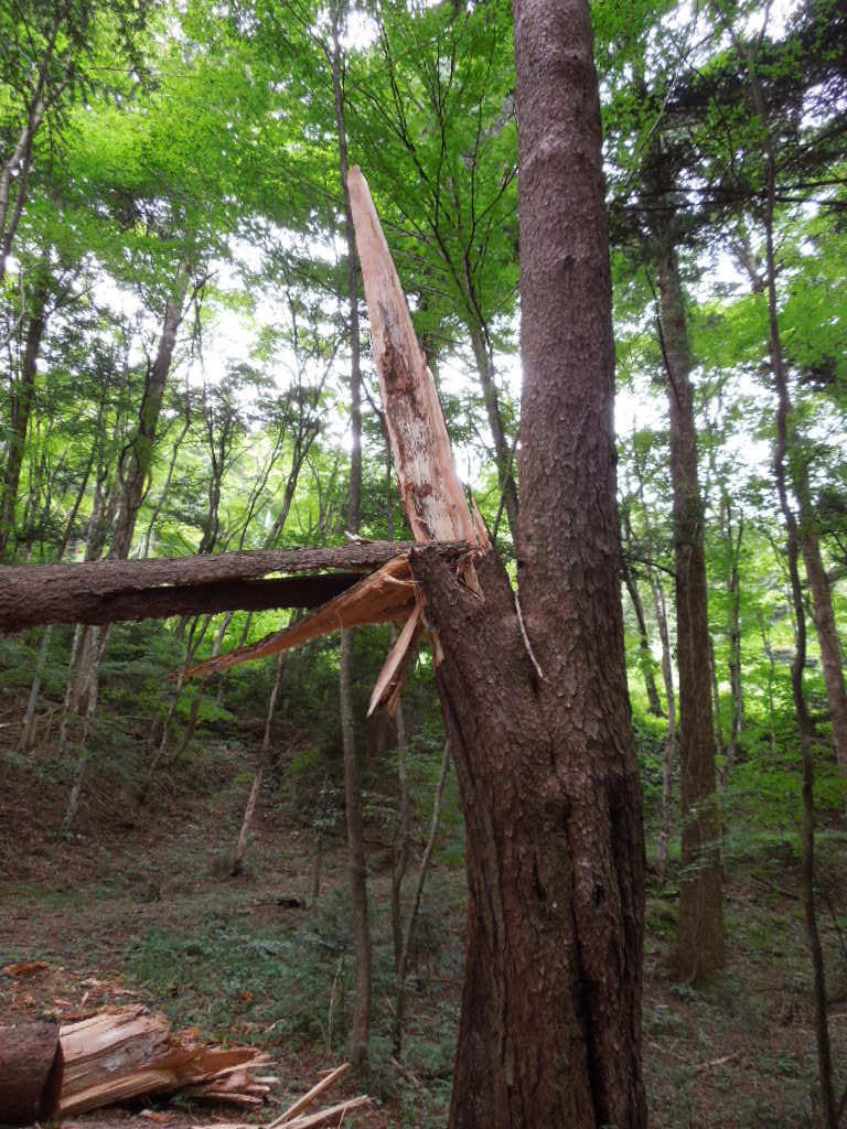 大きな赤松の木 中はどうなっているの 塩原温泉 彩つむぎ 女将の独り言