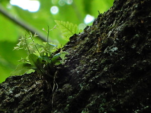 DSCN9930