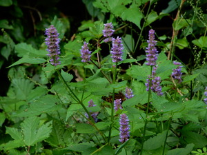 DSCN0545