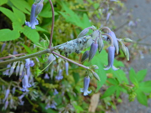 DSCN0528