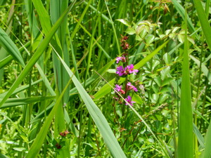 DSCN0597