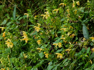 DSCN0572