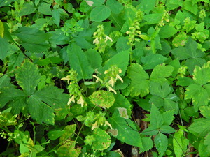 DSCN0519
