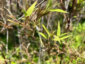 IMG_0081