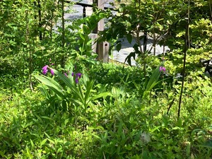 IMG_9538