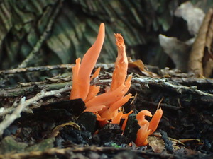 P9231129
