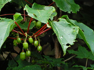 DSCN9523