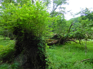 DSCN0026