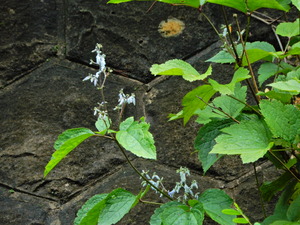 DSCN0375