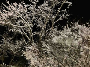 IMG_0612