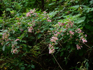 DSCN0555