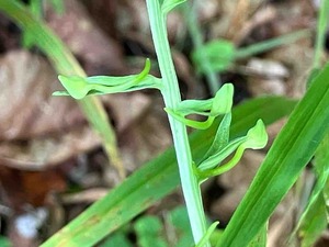 IMG_0586