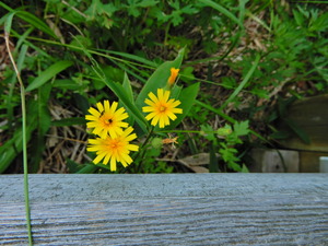 DSCN9591