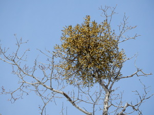 DSCN0299
