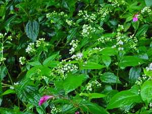 DSCN0008