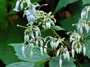 DSCN0340